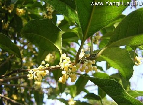 桂花幾月開花|桂花什麼時候開，一般是9—10月/四季桂常年開花